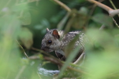 Sciurus variegatoides underwoodi