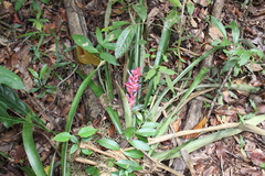 Aechmea vallerandii