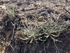 Packera spellenbergii