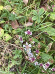 Symphyotrichum lateriflorum