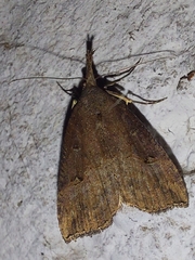 Hypena rostralis