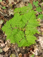 Botrypus virginianus