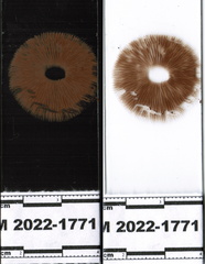 Inocybe pallidicremea