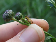 Xyphosia miliaria