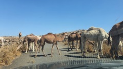 Camelus dromedarius