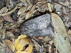 Caradrina germainii
