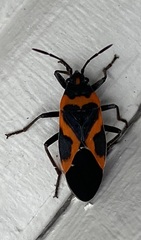 Lygaeus kalmii angustomarginatus
