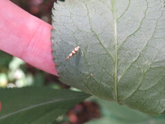 Argyresthia goedartella