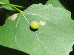 Harmandiola tremulae