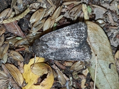 Caradrina germainii