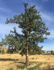 Juniperus occidentalis