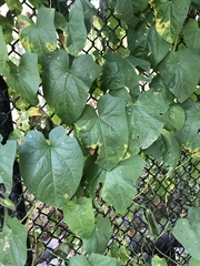 Menispermum canadense