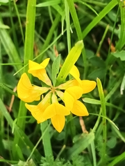 Lotus corniculatus
