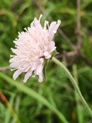 Knautia arvensis