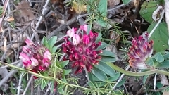Anthyllis vulneraria rubriflora