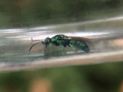 Chrysidinae