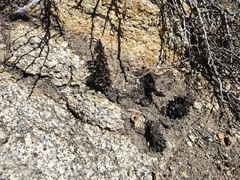 Kopsiopsis strobilacea