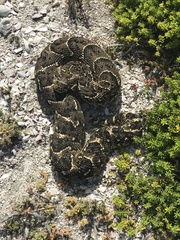 Bitis arietans