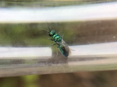 Chrysidinae