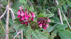 Anthyllis vulneraria rubriflora