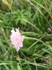 Knautia arvensis