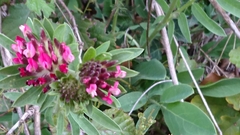 Anthyllis vulneraria rubriflora