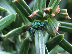 Chrysidinae