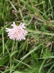 Knautia arvensis