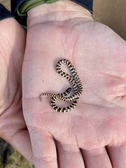 Homoroselaps lacteus