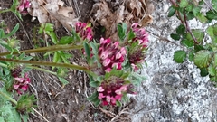 Anthyllis vulneraria rubriflora