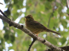 Emberiza citrinella