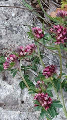 Anthyllis vulneraria rubriflora