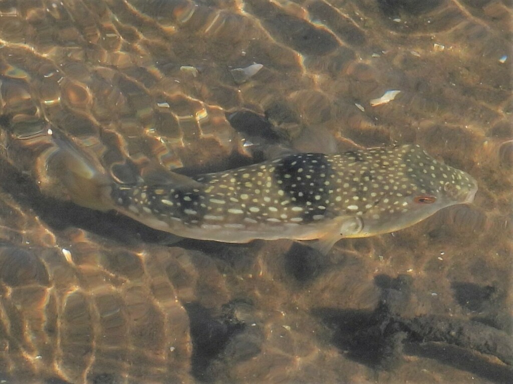 Broadhead puffer (Chelonodon laticeps) — Tetraodontidae