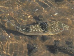 Chelonodontops laticeps