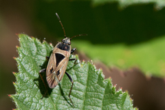 Xanthochilus quadratus