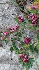 Anthyllis vulneraria rubriflora