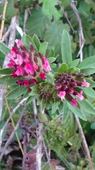 Anthyllis vulneraria rubriflora