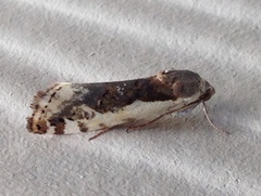 Tarache augustipennis