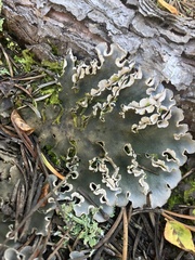 Peltigera rufescens