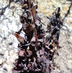 Kopsiopsis strobilacea