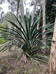 Pandanus