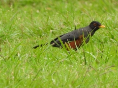 Turdus fulviventris
