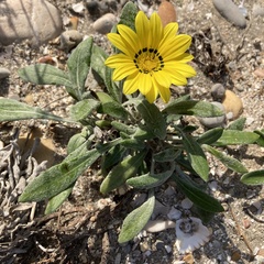 Gazania rigens