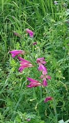 Gladiolus italicus