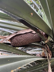 Pandanus