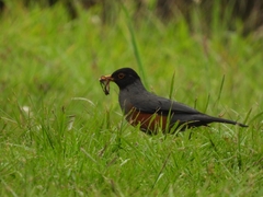 Turdus fulviventris