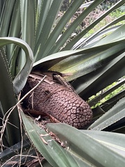 Pandanus