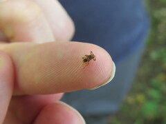 Hippoboscidae