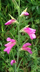 Gladiolus italicus