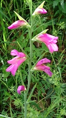 Gladiolus italicus